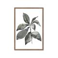 Picture of Black Watercolour Botanical I _GroupedProduct_Rectangle_Portrait_Framed_Matted_
