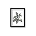 Picture of Black Watercolour Botanical I _GroupedProduct_Rectangle_Portrait_Framed_Matted_