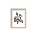 Picture of Black Watercolour Botanical I _GroupedProduct_Rectangle_Portrait_Framed_Matted_