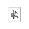 Picture of Black Watercolour Botanical I _GroupedProduct_Rectangle_Portrait_Framed_Matted_