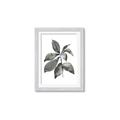 Picture of Black Watercolour Botanical I _GroupedProduct_Rectangle_Portrait_Framed_Matted_