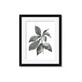 Picture of Black Watercolour Botanical I _GroupedProduct_Rectangle_Portrait_Framed_Matted_