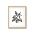 Picture of Black Watercolour Botanical I _GroupedProduct_Rectangle_Portrait_Framed_Matted_