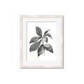Picture of Black Watercolour Botanical I _GroupedProduct_Rectangle_Portrait_Framed_Matted_