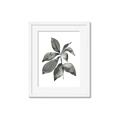 Picture of Black Watercolour Botanical I _GroupedProduct_Rectangle_Portrait_Framed_Matted_