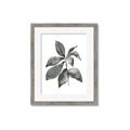 Picture of Black Watercolour Botanical I _GroupedProduct_Rectangle_Portrait_Framed_Matted_