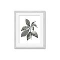 Picture of Black Watercolour Botanical I _GroupedProduct_Rectangle_Portrait_Framed_Matted_