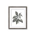 Picture of Black Watercolour Botanical I _GroupedProduct_Rectangle_Portrait_Framed_Matted_