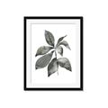 Picture of Black Watercolour Botanical I _GroupedProduct_Rectangle_Portrait_Framed_Matted_