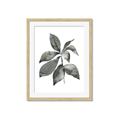 Picture of Black Watercolour Botanical I _GroupedProduct_Rectangle_Portrait_Framed_Matted_
