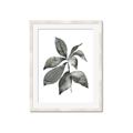 Picture of Black Watercolour Botanical I _GroupedProduct_Rectangle_Portrait_Framed_Matted_
