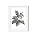 Picture of Black Watercolour Botanical I _GroupedProduct_Rectangle_Portrait_Framed_Matted_