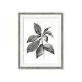 Picture of Black Watercolour Botanical I _GroupedProduct_Rectangle_Portrait_Framed_Matted_