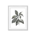Picture of Black Watercolour Botanical I _GroupedProduct_Rectangle_Portrait_Framed_Matted_