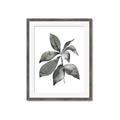 Picture of Black Watercolour Botanical I _GroupedProduct_Rectangle_Portrait_Framed_Matted_