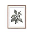 Picture of Black Watercolour Botanical I _GroupedProduct_Rectangle_Portrait_Framed_Matted_
