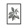 Picture of Black Watercolour Botanical I _GroupedProduct_Rectangle_Portrait_Framed_Matted_