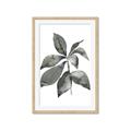 Picture of Black Watercolour Botanical I _GroupedProduct_Rectangle_Portrait_Framed_Matted_