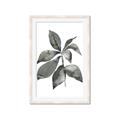 Picture of Black Watercolour Botanical I _GroupedProduct_Rectangle_Portrait_Framed_Matted_