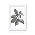 Picture of Black Watercolour Botanical I _GroupedProduct_Rectangle_Portrait_Framed_Matted_