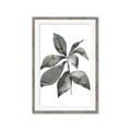 Picture of Black Watercolour Botanical I _GroupedProduct_Rectangle_Portrait_Framed_Matted_
