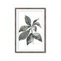 Picture of Black Watercolour Botanical I _GroupedProduct_Rectangle_Portrait_Framed_Matted_