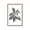 Picture of Black Watercolour Botanical I _GroupedProduct_Rectangle_Portrait_Framed_Matted_