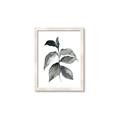 Picture of Black Watercolour Botanical II  _GroupedProduct_Rectangle_Portrait_Framed_Matted_