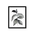 Picture of Black Watercolour Botanical II  _GroupedProduct_Rectangle_Portrait_Framed_Matted_