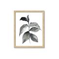 Picture of Black Watercolour Botanical II  _GroupedProduct_Rectangle_Portrait_Framed_Matted_