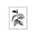 Picture of Black Watercolour Botanical II  _GroupedProduct_Rectangle_Portrait_Framed_Matted_