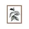Picture of Black Watercolour Botanical II  _GroupedProduct_Rectangle_Portrait_Framed_Matted_