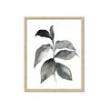 Picture of Black Watercolour Botanical II  _GroupedProduct_Rectangle_Portrait_Framed_Matted_