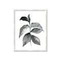 Picture of Black Watercolour Botanical II  _GroupedProduct_Rectangle_Portrait_Framed_Matted_