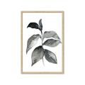 Picture of Black Watercolour Botanical II  _GroupedProduct_Rectangle_Portrait_Framed_Matted_
