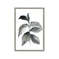 Picture of Black Watercolour Botanical II  _GroupedProduct_Rectangle_Portrait_Framed_Matted_