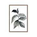 Picture of Black Watercolour Botanical II  _GroupedProduct_Rectangle_Portrait_Framed_Matted_