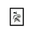 Picture of Black Watercolour Botanical II  _GroupedProduct_Rectangle_Portrait_Framed_Matted_