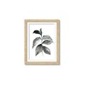 Picture of Black Watercolour Botanical II  _GroupedProduct_Rectangle_Portrait_Framed_Matted_