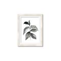 Picture of Black Watercolour Botanical II  _GroupedProduct_Rectangle_Portrait_Framed_Matted_