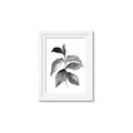 Picture of Black Watercolour Botanical II  _GroupedProduct_Rectangle_Portrait_Framed_Matted_