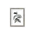 Picture of Black Watercolour Botanical II  _GroupedProduct_Rectangle_Portrait_Framed_Matted_