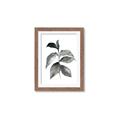 Picture of Black Watercolour Botanical II  _GroupedProduct_Rectangle_Portrait_Framed_Matted_
