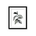 Picture of Black Watercolour Botanical II  _GroupedProduct_Rectangle_Portrait_Framed_Matted_