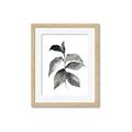 Picture of Black Watercolour Botanical II  _GroupedProduct_Rectangle_Portrait_Framed_Matted_