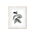 Picture of Black Watercolour Botanical II  _GroupedProduct_Rectangle_Portrait_Framed_Matted_