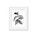 Picture of Black Watercolour Botanical II  _GroupedProduct_Rectangle_Portrait_Framed_Matted_