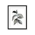 Picture of Black Watercolour Botanical II  _GroupedProduct_Rectangle_Portrait_Framed_Matted_