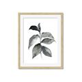 Picture of Black Watercolour Botanical II  _GroupedProduct_Rectangle_Portrait_Framed_Matted_