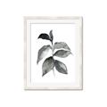 Picture of Black Watercolour Botanical II  _GroupedProduct_Rectangle_Portrait_Framed_Matted_